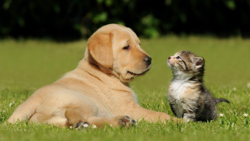 Pet Course Courses - Animal Naturopathic Medicine Educatum